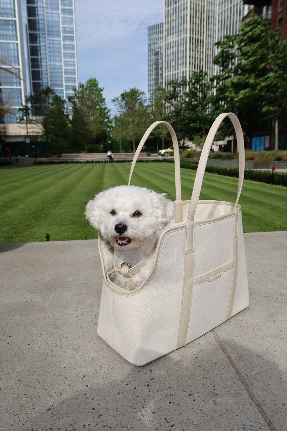 White dog peeking out from a beige tote bag on a city street with buildings and greenery in the background.