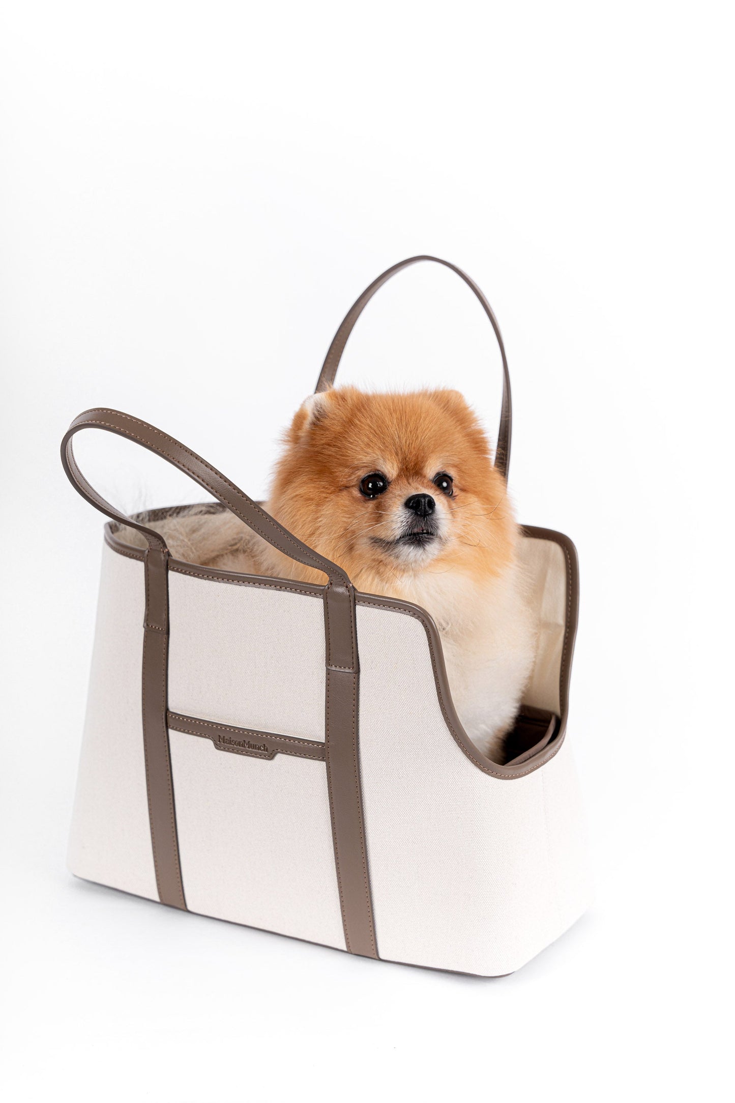 dog in carrier