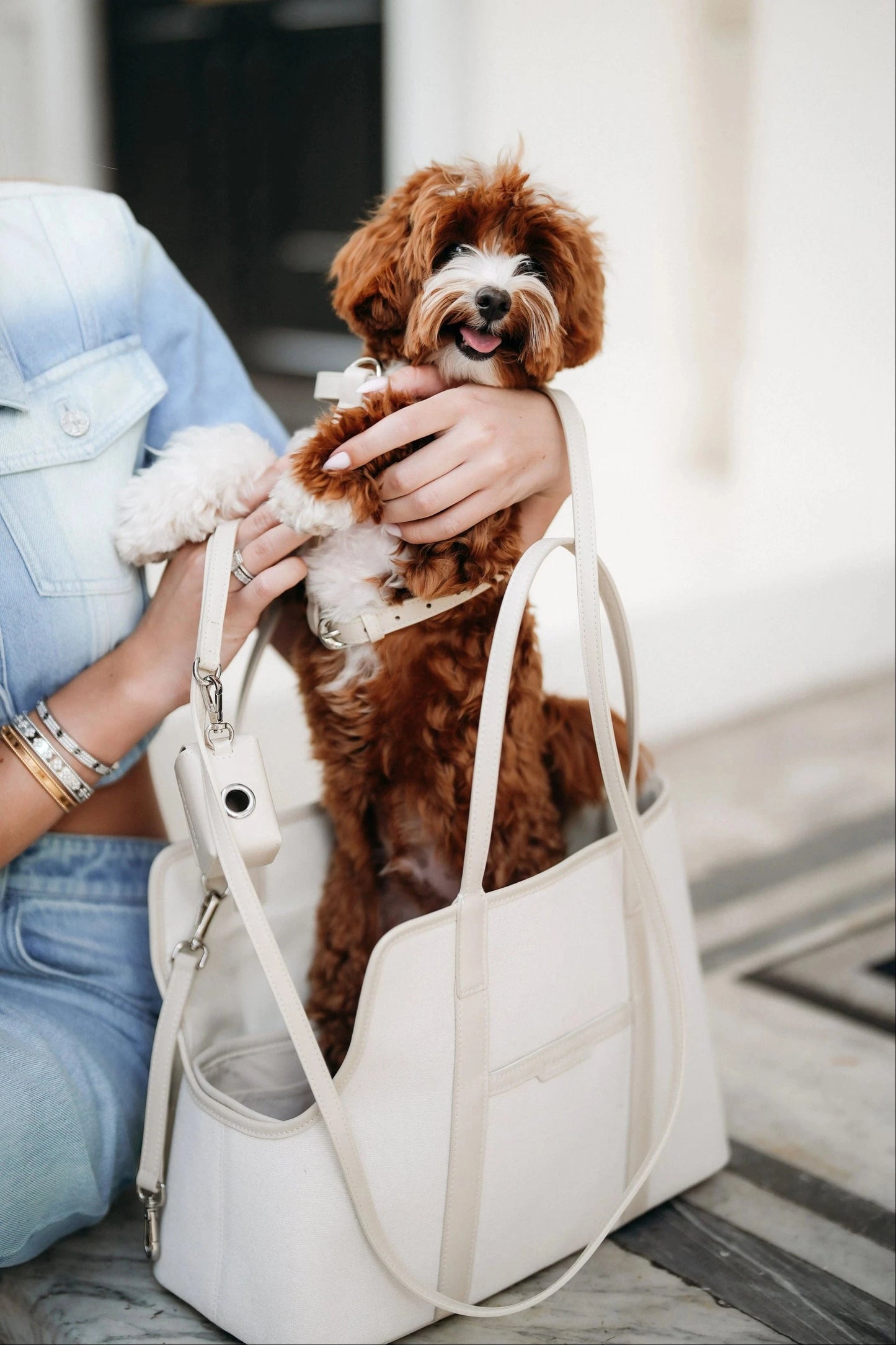 Person holding a small brown dog inside a white handbag, with another dog toy visible.