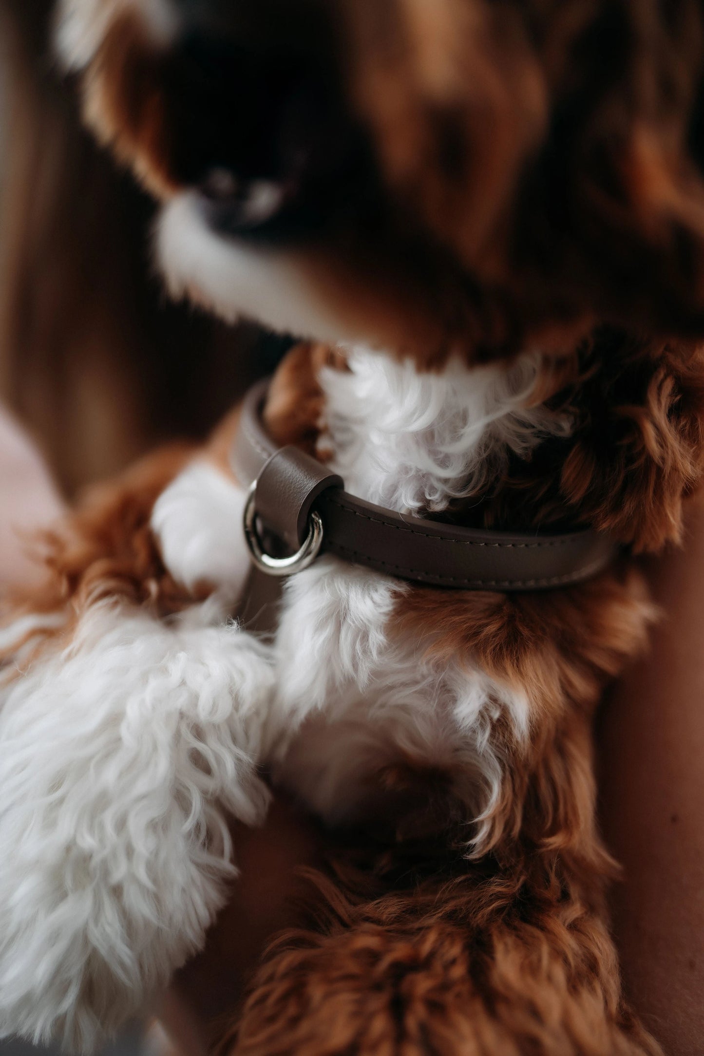 The Cocoa Harness Maison Munch