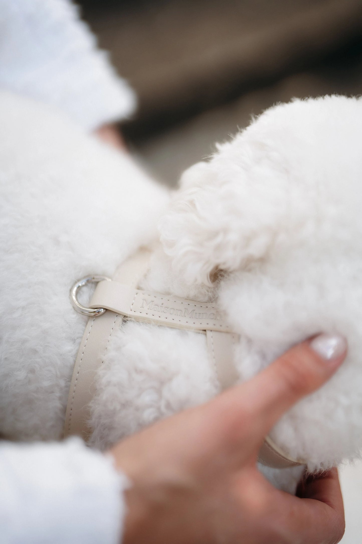 Close-up of a fluffy white dog being held by a person with a blurred background