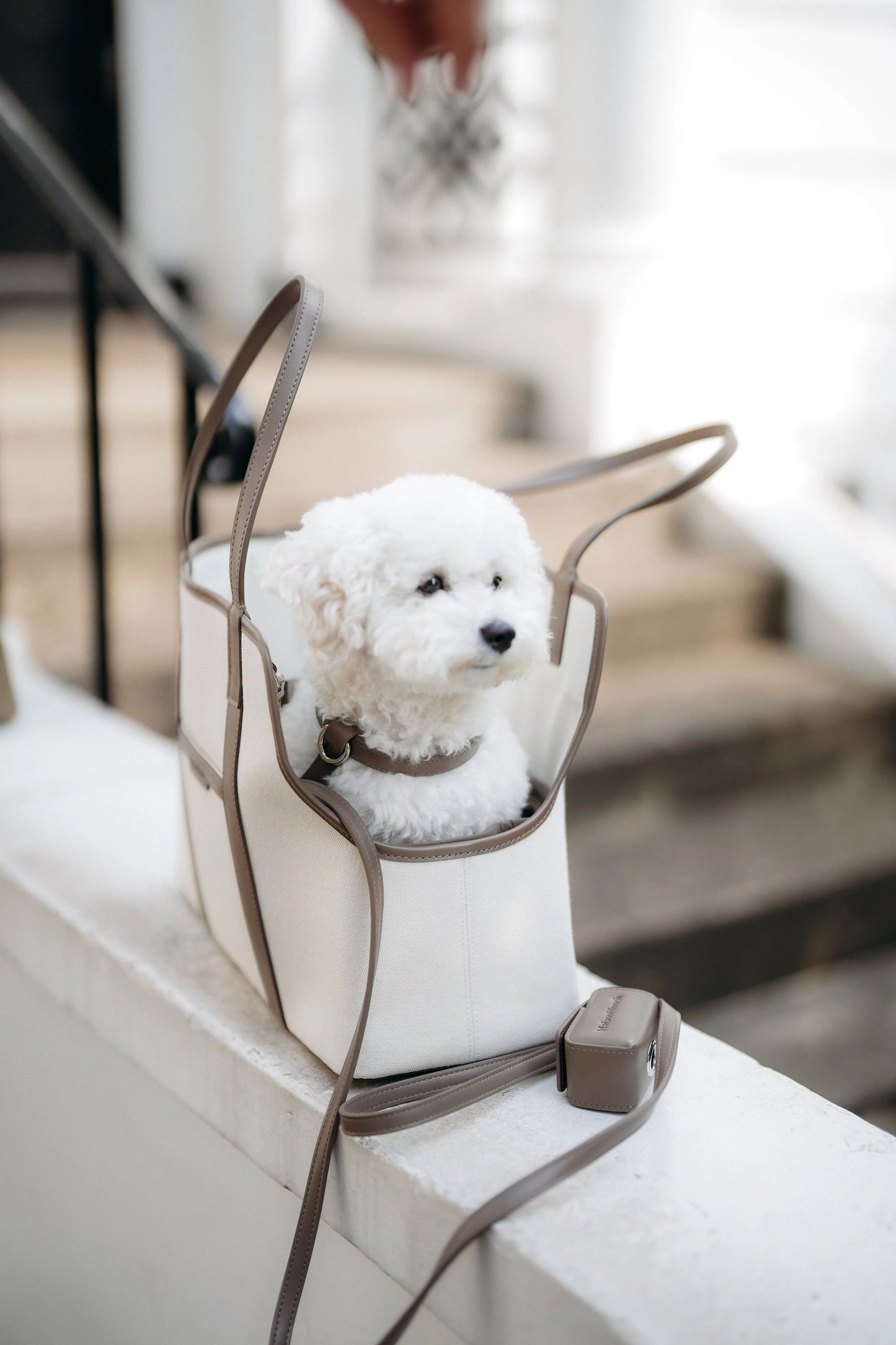 The Cocoa Walking Set — Harness Maison Munch