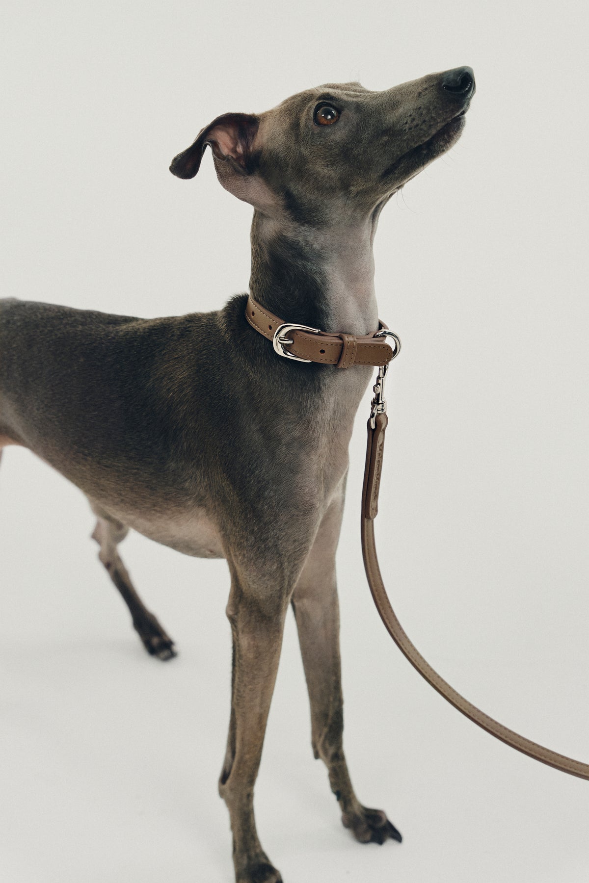 A greyhound dog wearing a brown leather collar with a silver buckle and attached leash, standing against a plain light background.