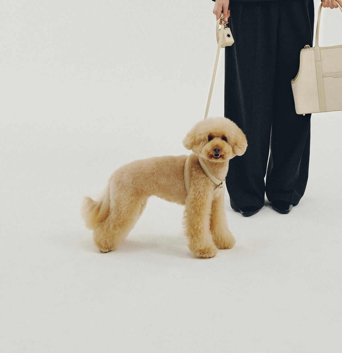 A small cream-colored poodle wearing a harness stands on a white studio background while being held on a leash by a person wearing black pants and holding a cream tote bag.