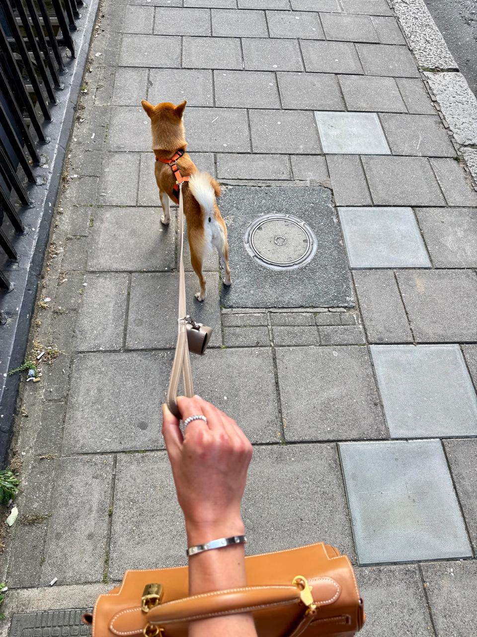 Dog pulling on a leash held by a person's hand on a paved sidewalk.