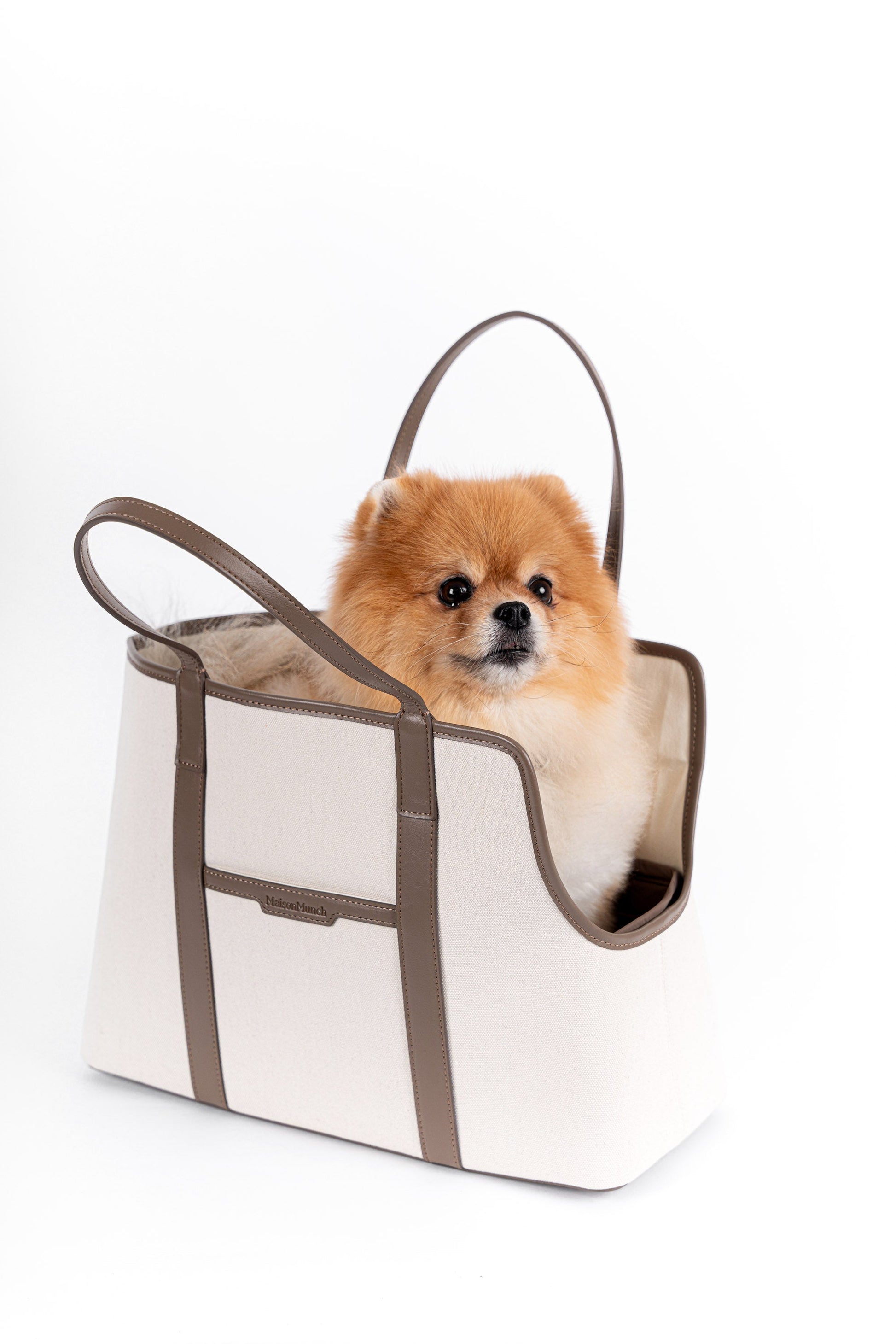 dog in carrier