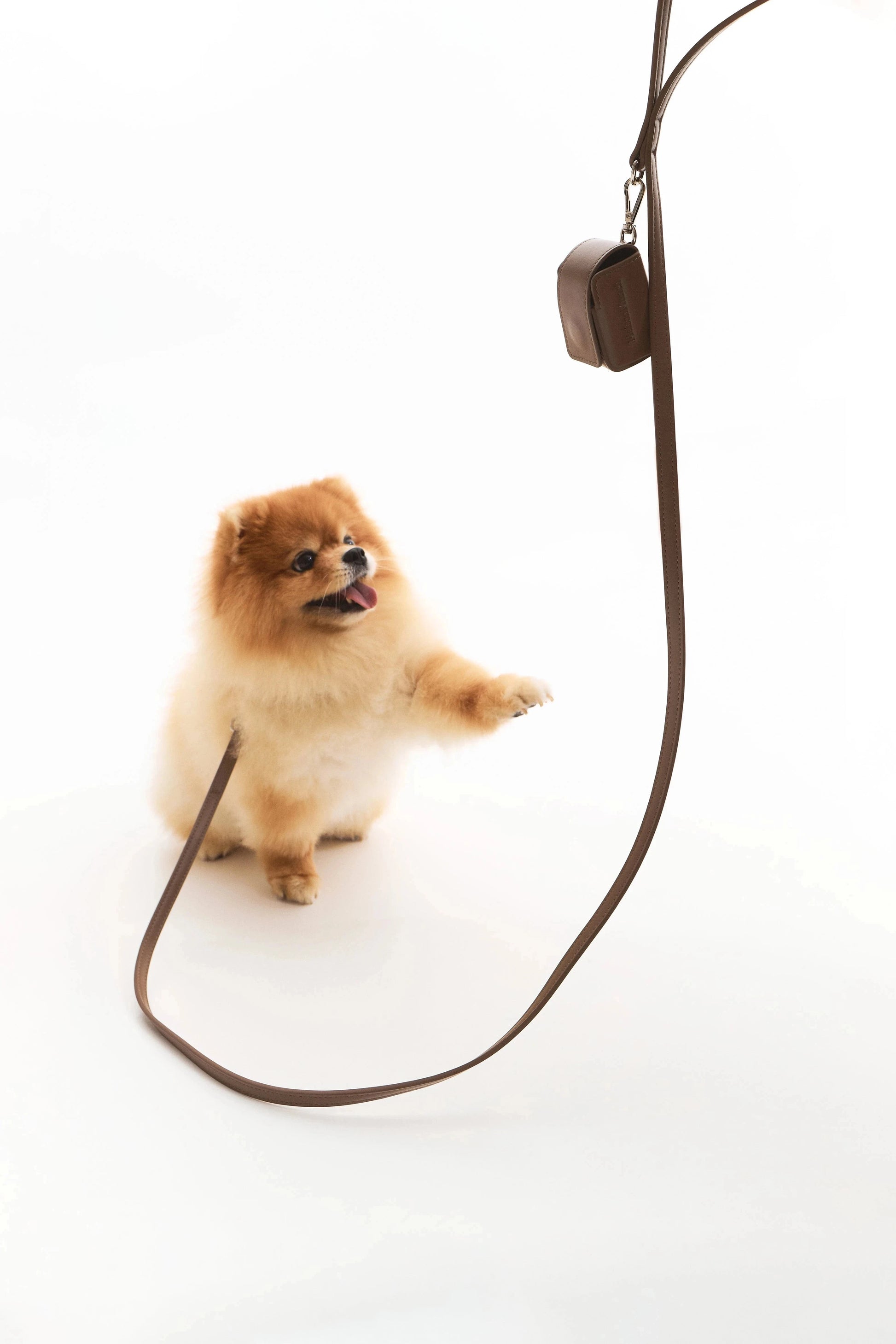 The Cocoa Leash Maison Munch