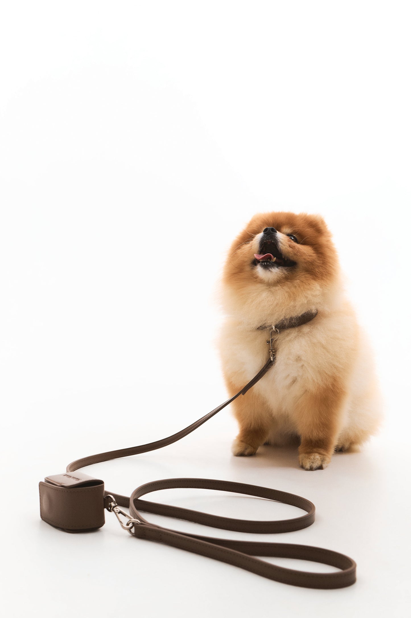 The Cocoa Leash Maison Munch