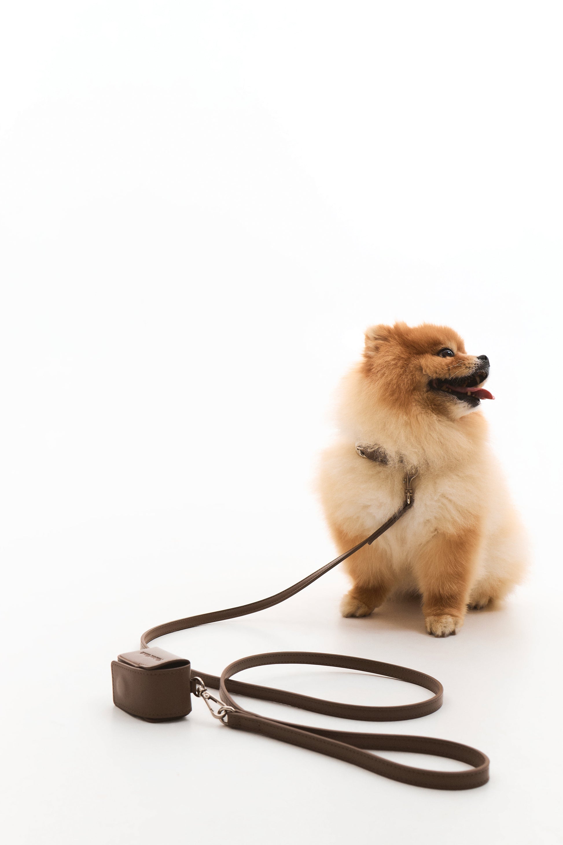 The Cocoa Leash Maison Munch