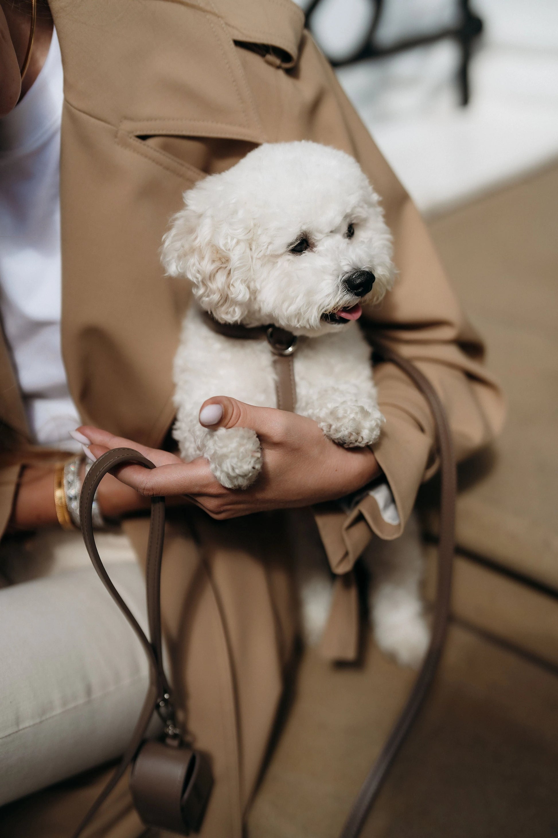 The Cocoa Walking Set — Harness Maison Munch